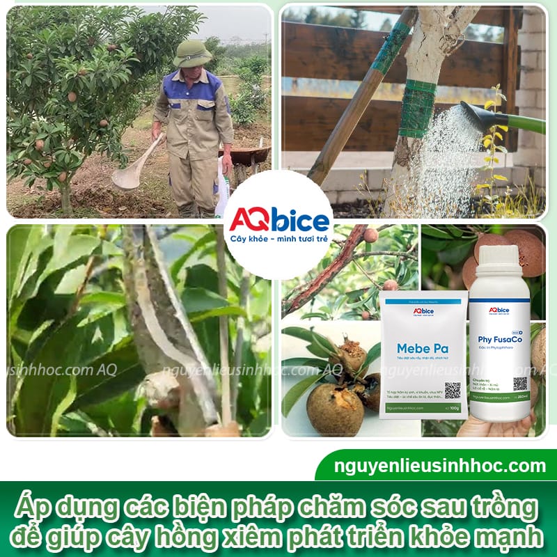 Cách trồng cây hồng xiêm bằng hạt đơn giản, nảy mầm nhanh 5 Cách trồng cây hồng xiêm bằng hạt đơn giản, nảy mầm nhanh