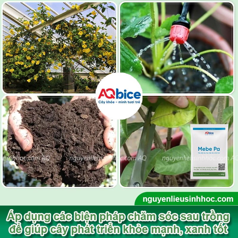 Hướng dẫn cách trồng hoa huỳnh anh đơn giản, hoa nở rực rỡ 5 Hướng dẫn cách trồng hoa huỳnh anh lớn khỏe, hoa nở rực rỡ