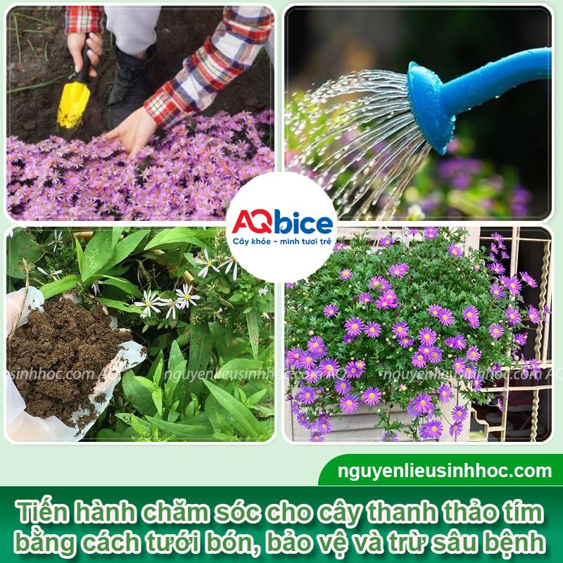 Hướng dẫn cách trồng hoa thạch thảo tím bằng hạt và cành 5 Hướng dẫn cách trồng hoa thạch thảo tím bằng hạt và cành