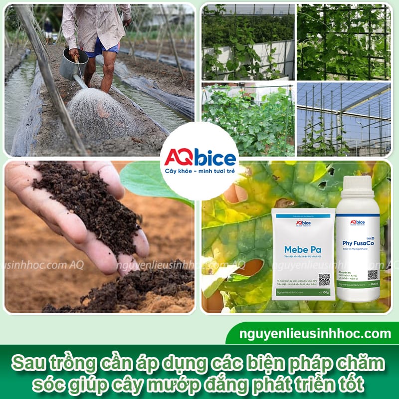 Hướng dẫn cách trồng khổ qua sai trái, ít nhiễm sâu bệnh