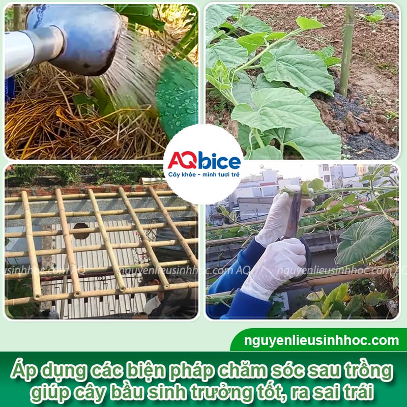 Hướng dẫn trồng bầu trên sân thượng ra trái nhiều, ít sâu 5 Hướng dẫn trồng bầu trên sân thượng ra sai quả, khỏe cây