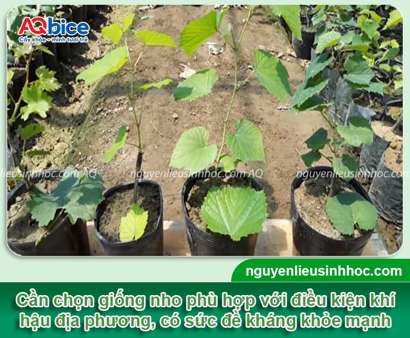 Tại sao cây nho không ra hoa? Nguyên nhân và cách xử lý 3 Tại sao cây nho không ra hoa? Nguyên nhân và cách xử lý
