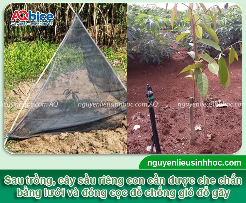 Hướng dẫn cách chăm sóc sầu riêng mới trồng khỏe mạnh