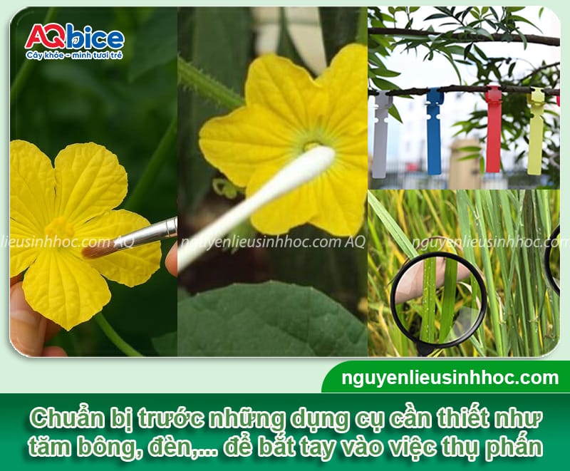 Hướng dẫn cách thụ phấn cho dưa lưới đậu sai trái, mã đẹp