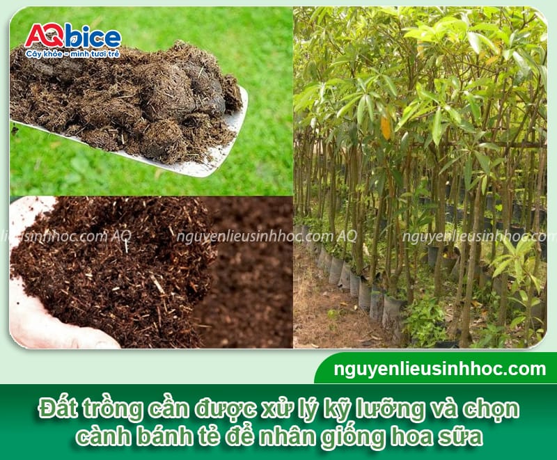 Cách trồng cây hoa sữa chuẩn kỹ thuật cho hoa thơm, tán rộng 3 Cách trồng cây hoa sữa chuẩn kỹ thuật cho hoa thơm, tán rộng
