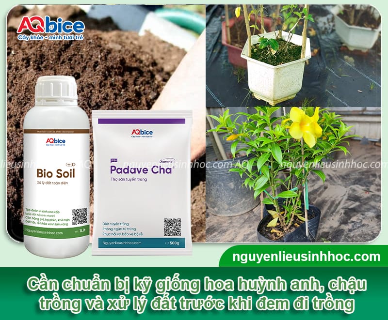 Hướng dẫn cách trồng hoa huỳnh anh đơn giản, hoa nở rực rỡ 3 Hướng dẫn cách trồng hoa huỳnh anh lớn khỏe, hoa nở rực rỡ
