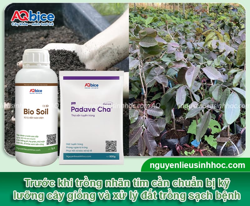 Cây nhãn tím trồng chậu: Cách trồng và chăm sóc ra sai quả 3 Cây nhãn tím trồng chậu: Cách trồng và chăm sóc ra sai quả