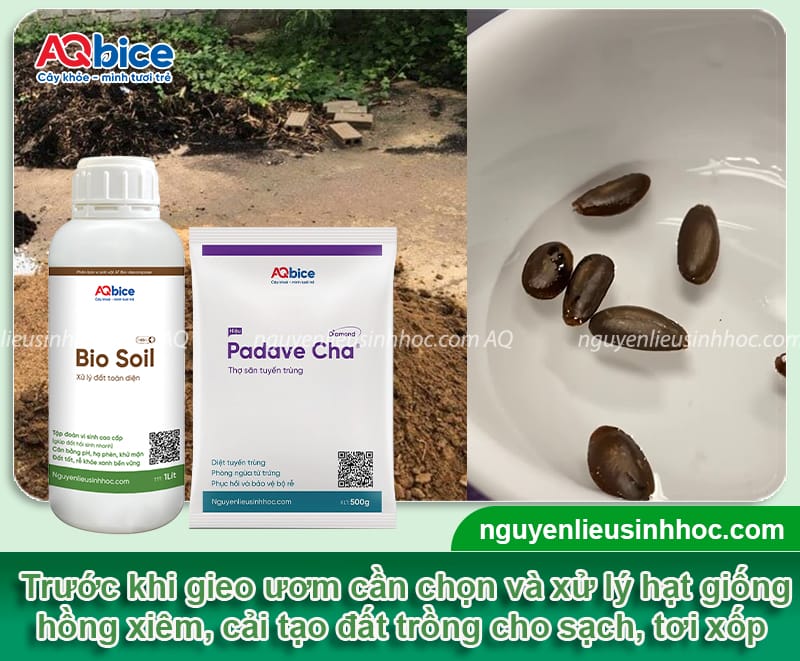 Cách trồng cây hồng xiêm bằng hạt đơn giản, nảy mầm nhanh 3 Cách trồng cây hồng xiêm bằng hạt đơn giản, nảy mầm nhanh