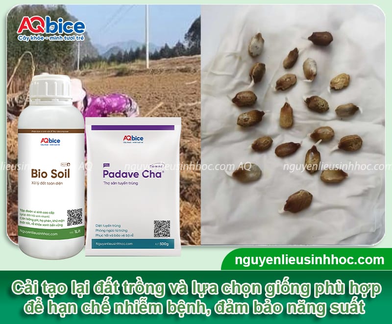 Hướng dẫn cách trồng khổ qua sai trái, ít nhiễm sâu bệnh