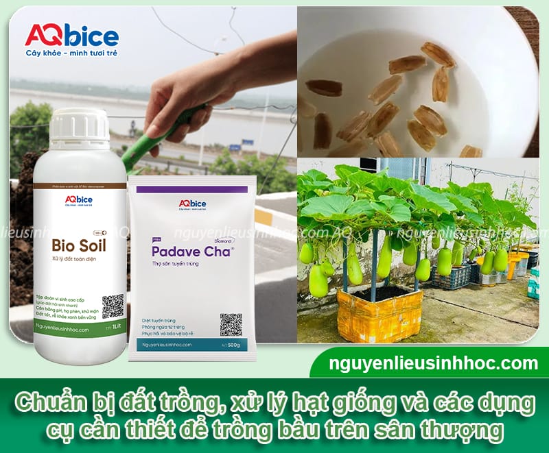 Hướng dẫn trồng bầu trên sân thượng ra trái nhiều, ít sâu 3 Hướng dẫn trồng bầu trên sân thượng ra sai quả, khỏe cây