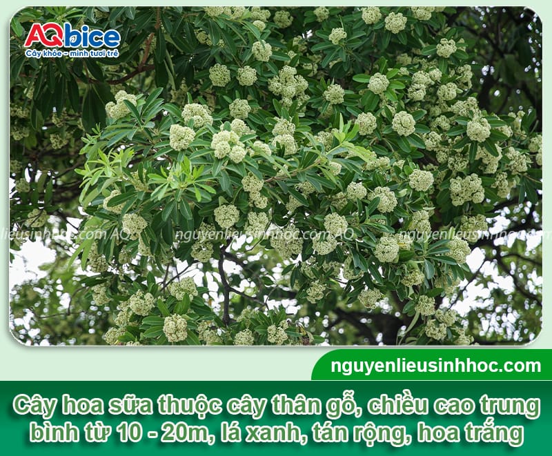 Cách trồng cây hoa sữa chuẩn kỹ thuật cho hoa thơm, tán rộng 2 Cách trồng cây hoa sữa chuẩn kỹ thuật cho hoa thơm, tán rộng