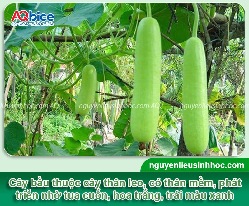 Hướng dẫn trồng bầu trên sân thượng ra trái nhiều, ít sâu 2 Hướng dẫn trồng bầu trên sân thượng ra sai quả, khỏe cây