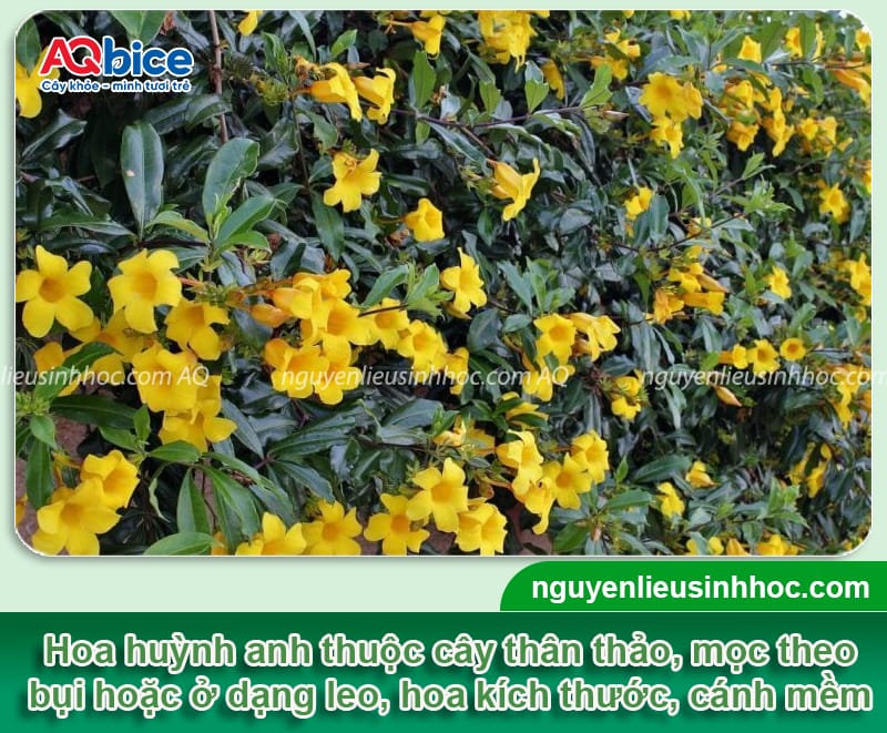 Hướng dẫn cách trồng hoa huỳnh anh đơn giản, hoa nở rực rỡ 2 Hướng dẫn cách trồng hoa huỳnh anh lớn khỏe, hoa nở rực rỡ