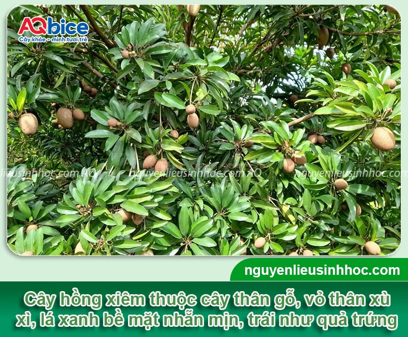 Cách trồng cây hồng xiêm bằng hạt đơn giản, nảy mầm nhanh 2 Cách trồng cây hồng xiêm bằng hạt đơn giản, nảy mầm nhanh