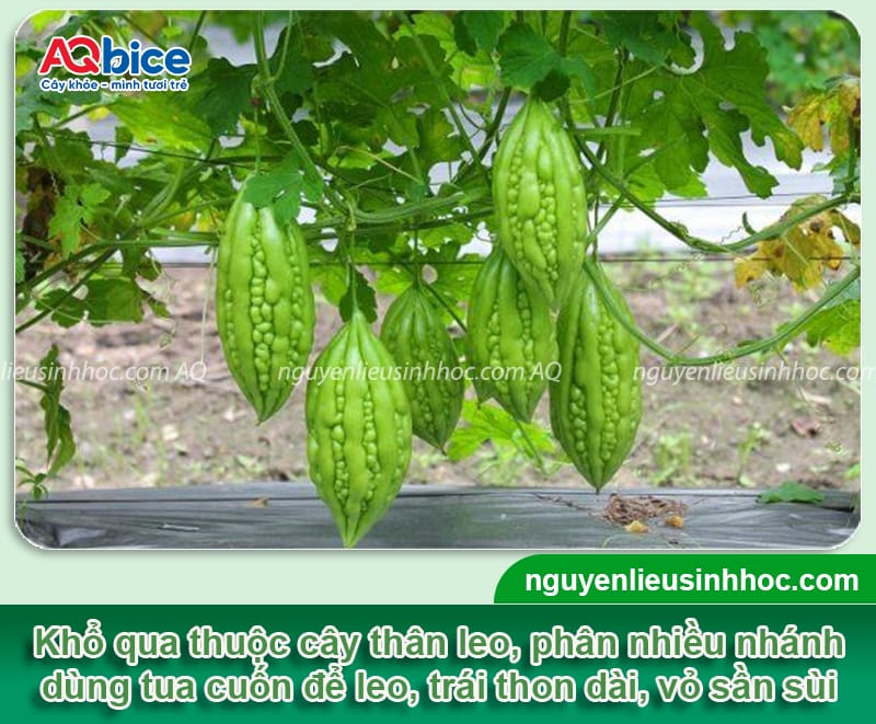 Hướng dẫn cách trồng khổ qua sai trái, ít nhiễm sâu bệnh