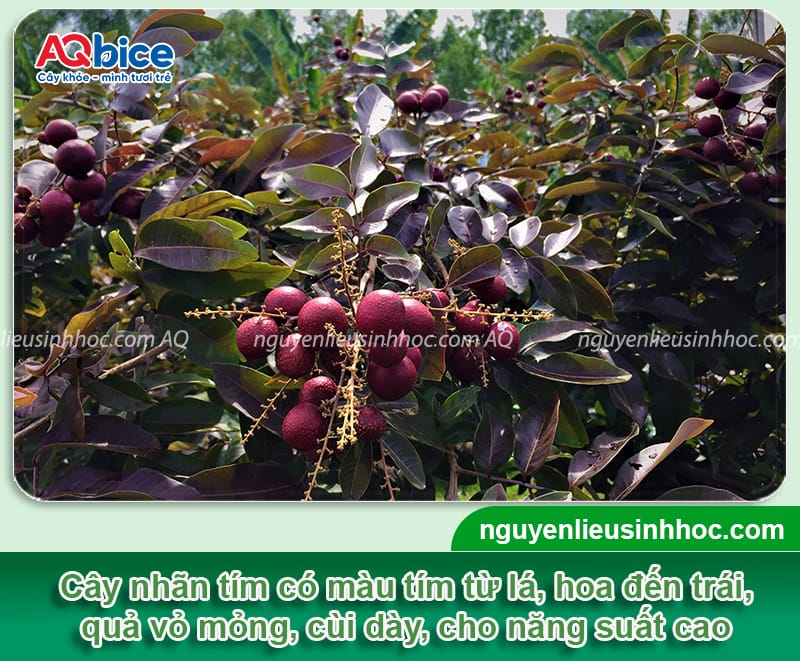 Cây nhãn tím trồng chậu: Cách trồng và chăm sóc ra sai quả 2 Cây nhãn tím trồng chậu: Cách trồng và chăm sóc ra sai quả