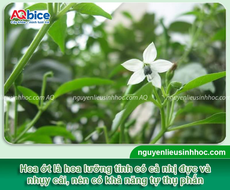 Hướng dẫn cách thụ phấn cho cây ớt thành công, đậu sai quả