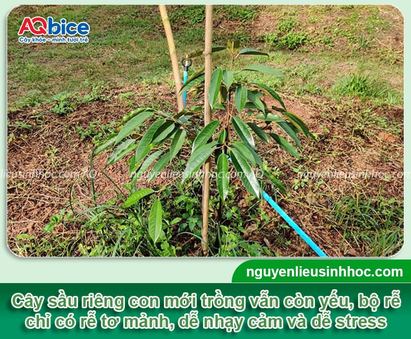 Hướng dẫn cách chăm sóc sầu riêng mới trồng khỏe mạnh