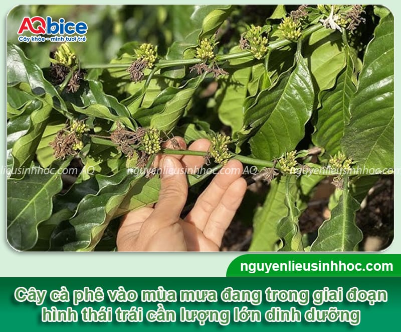 Cách chọn và bón phân mùa mưa cho cà phê giúp đạt năng suất
