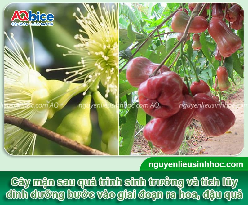 Vì sao cây mận không có trái? Nguyên nhân và cách khắc phục 2 Vì sao cây mận không có trái? Nguyên nhân và cách khắc phục