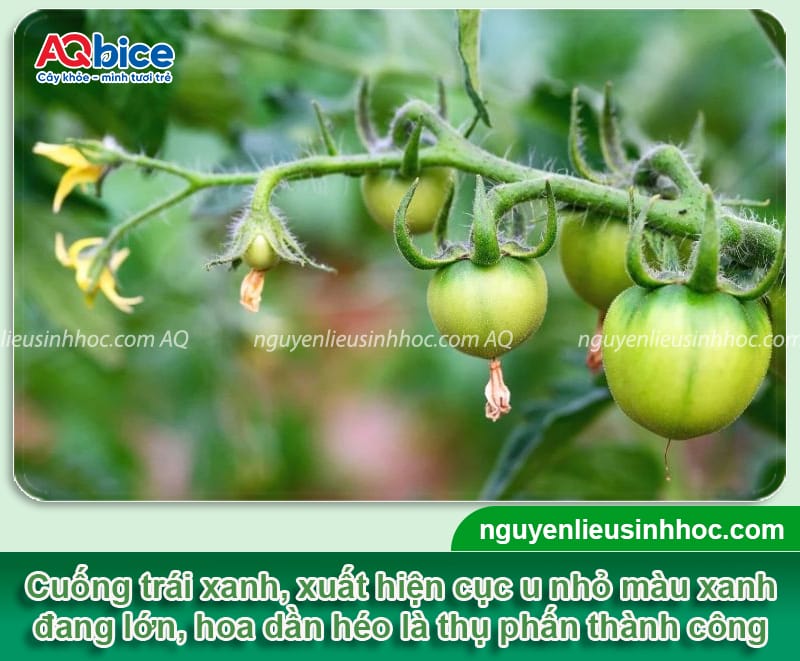 Hướng dẫn cách thụ phấn cho cà chua, trái đậu đầy cành