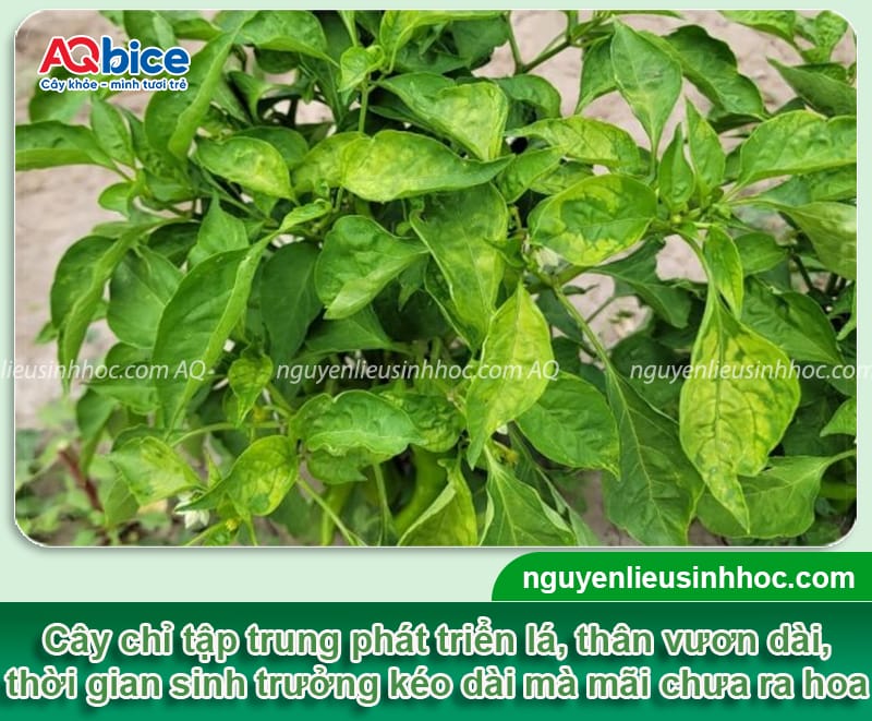 Tại sao cây ớt không ra hoa dù cây đang phát triển tốt?