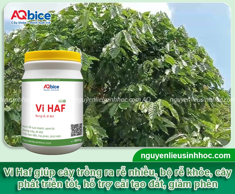 Cách chọn và bón phân mùa mưa cho cà phê giúp đạt năng suất