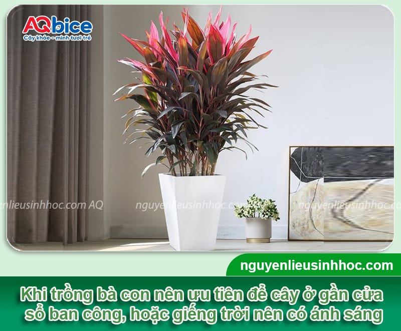 Cách trồng cây huyết dụ lên màu đỏ rực, lá sum suê 3 Cách trồng cây huyết dụ lên màu đỏ rực, lá sum suê