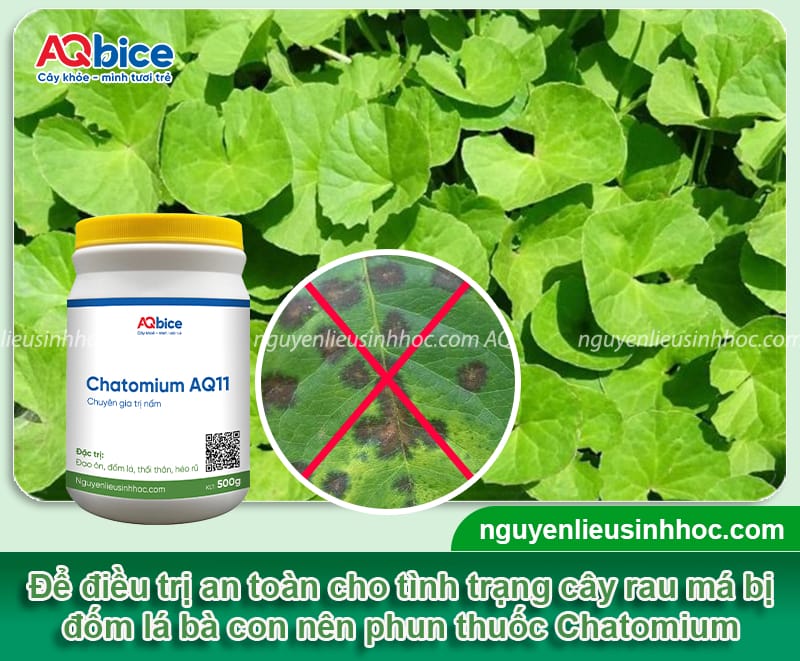 Nguyên nhân rau má bị đốm lá và Cách xử lý triệt để 4 Phòng trừ rau má bị đốm lá bằng các biện pháp xử lý an toàn