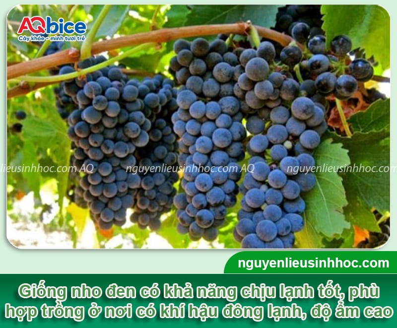Các giống nho trồng ở miền Bắc phù hợp khí hậu, cho sai quả