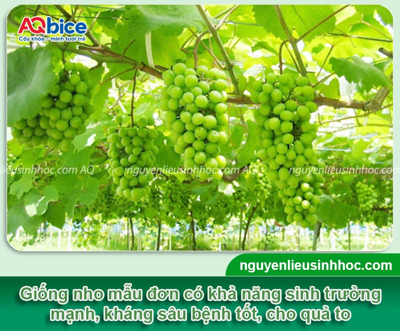 Các giống nho trồng ở miền Bắc phù hợp khí hậu, cho sai quả