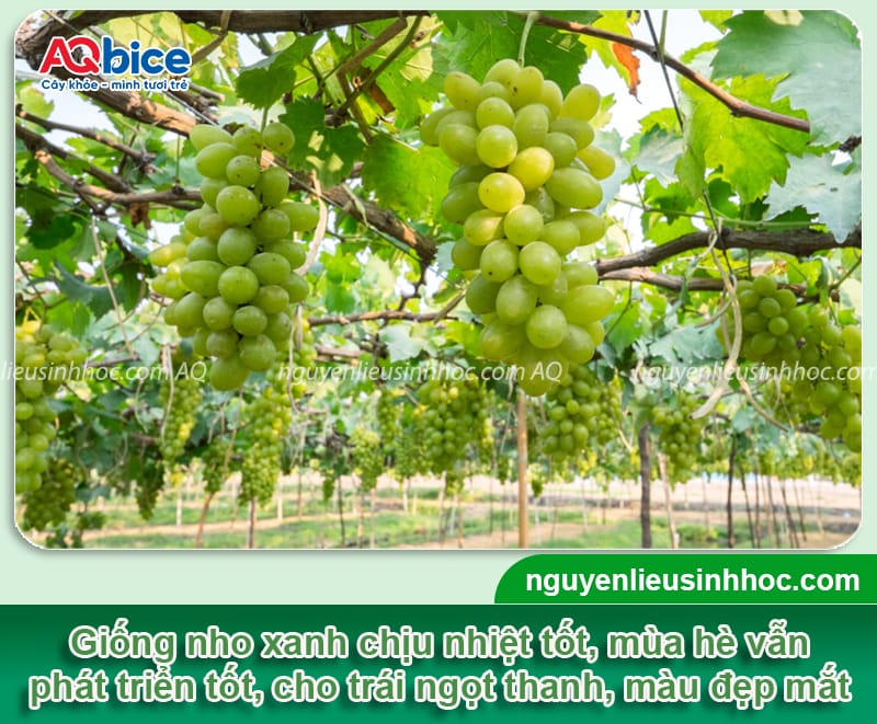 Các giống nho trồng ở miền Bắc phù hợp khí hậu, cho sai quả