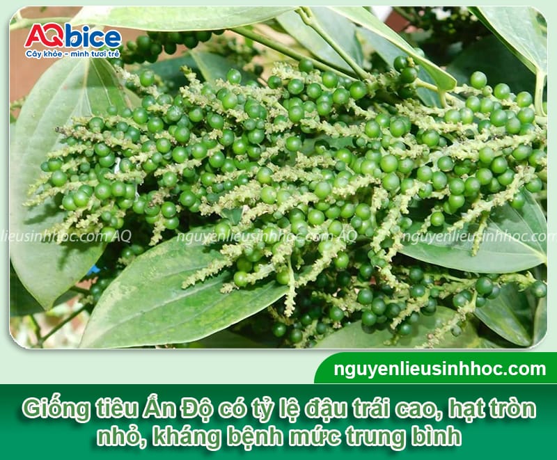 Các giống tiêu năng suất cao được nhiều bà con canh tác 6 Các giống tiêu nắng suất cao được trồng phổ biến hiện nay