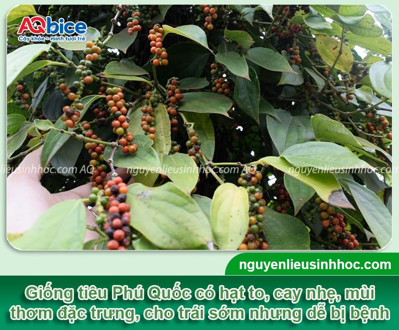 Các giống tiêu năng suất cao được nhiều bà con canh tác 4 Các giống tiêu nắng suất cao được trồng phổ biến hiện nay