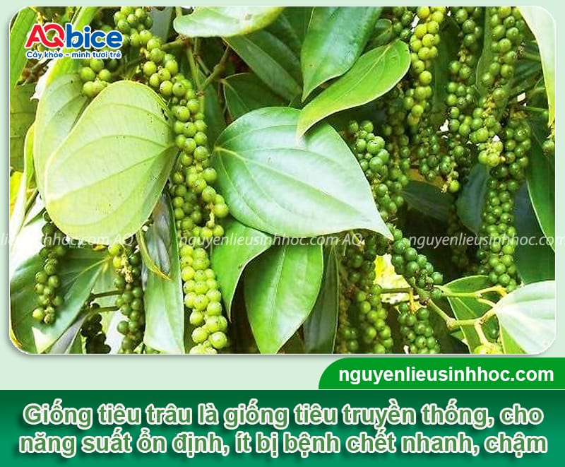 Các giống tiêu năng suất cao được nhiều bà con canh tác 3 Các giống tiêu nắng suất cao được trồng phổ biến hiện nay