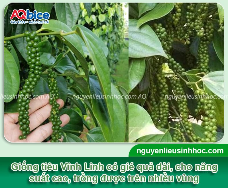 Các giống tiêu năng suất cao được nhiều bà con canh tác 5 Các giống tiêu nắng suất cao được trồng phổ biến hiện nay