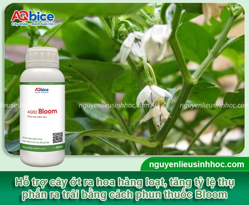 Tại sao cây ớt không ra hoa dù cây đang phát triển tốt?