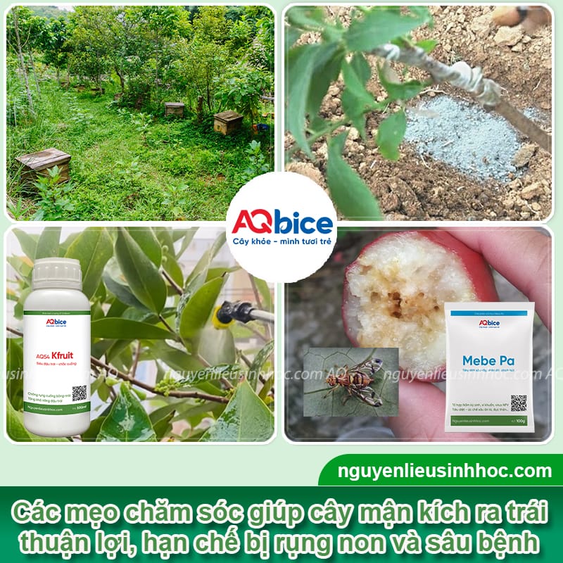Vì sao cây mận không có trái? Nguyên nhân và cách khắc phục 4 Vì sao cây mận không có trái? Nguyên nhân và cách khắc phục