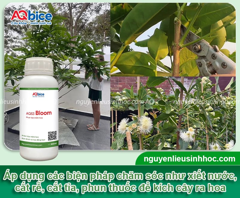 Vì sao cây mận không có trái? Nguyên nhân và cách khắc phục 3 Vì sao cây mận không có trái? Nguyên nhân và cách khắc phục