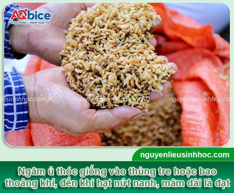 Hướng dẫn cách ngâm lúa giống đúng cách, tỷ lệ nảy mầm cao