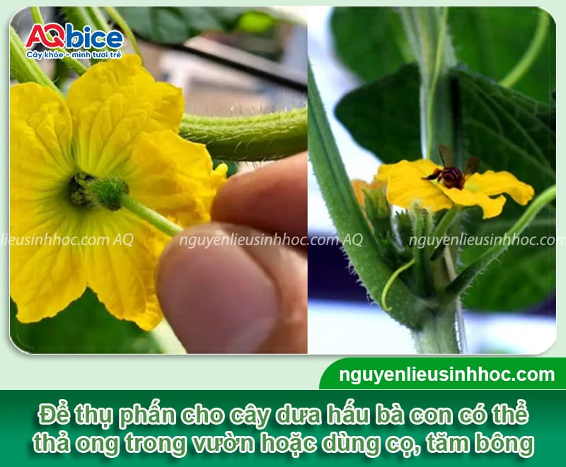 Cách thụ phấn cho dưa hấu, giúp trái dáng đều, vườn sai quả