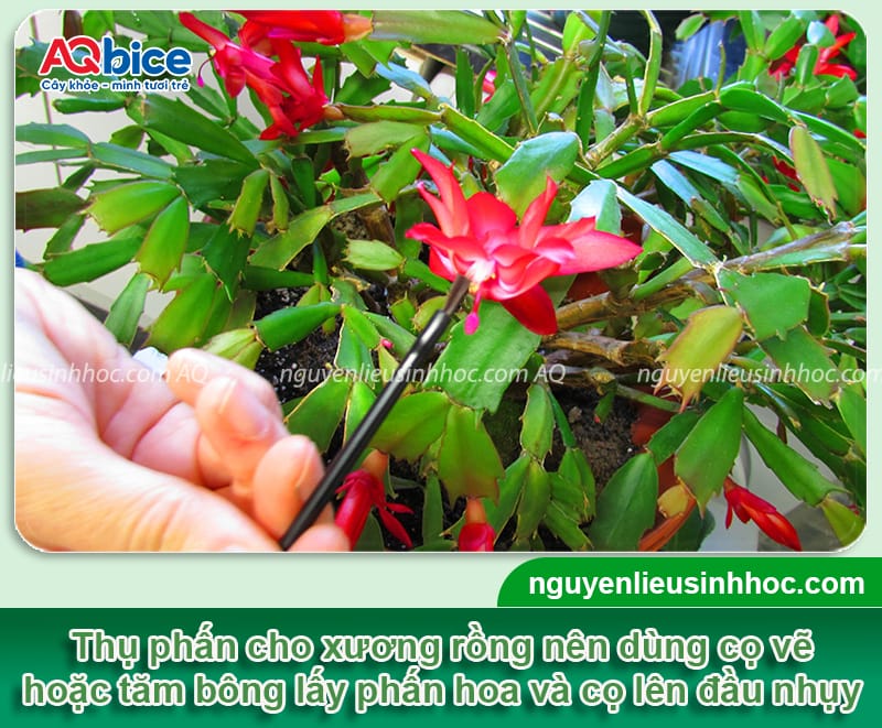 Hướng dẫn cách thụ phấn cho xương rồng giúp đậu quả, tạo hạt
