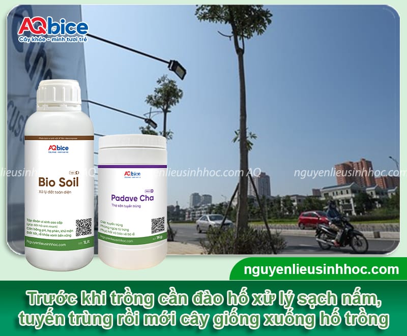 Cách trồng cây hoa sữa chuẩn kỹ thuật cho hoa thơm, tán rộng 4 Cách trồng cây hoa sữa chuẩn kỹ thuật cho hoa thơm, tán rộng