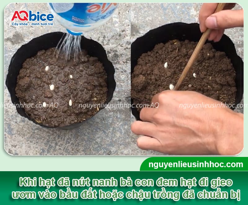 Cách trồng cây hồng xiêm bằng hạt đơn giản, nảy mầm nhanh 4 Cách trồng cây hồng xiêm bằng hạt đơn giản, nảy mầm nhanh