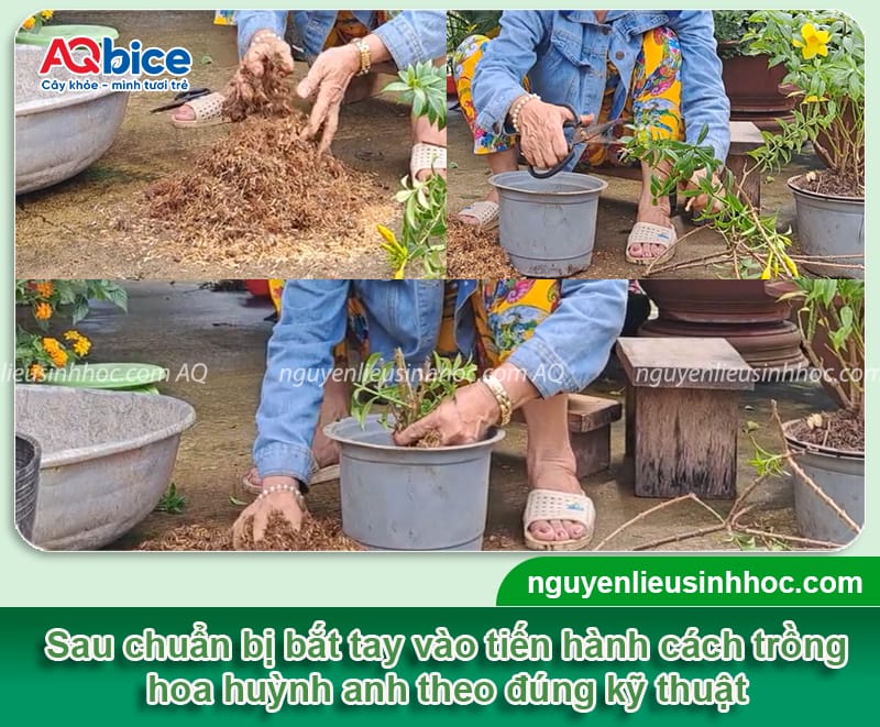 Hướng dẫn cách trồng hoa huỳnh anh đơn giản, hoa nở rực rỡ 4 Hướng dẫn cách trồng hoa huỳnh anh lớn khỏe, hoa nở rực rỡ