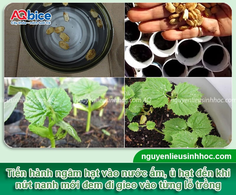 Hướng dẫn cách trồng khổ qua sai trái, ít nhiễm sâu bệnh