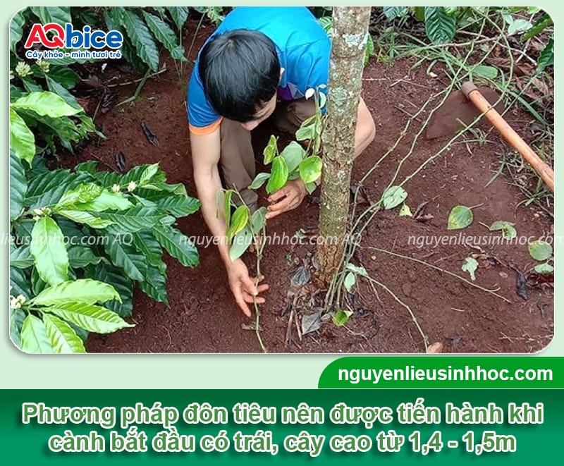Hướng dẫn kỹ thuật đôn tiêu, phủ trụ nhanh, ra nhiều cành ác