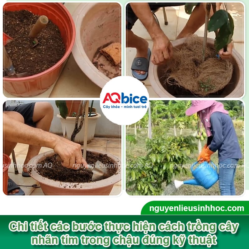 Cây nhãn tím trồng chậu: Cách trồng và chăm sóc ra sai quả 4 Cây nhãn tím trồng chậu: Cách trồng và chăm sóc ra sai quả
