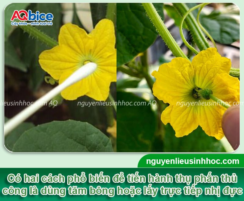 Hướng dẫn cách thụ phấn cho dưa lưới đậu sai trái, mã đẹp