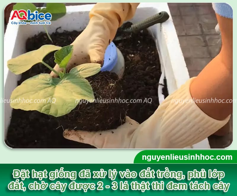 Hướng dẫn trồng bầu trên sân thượng ra trái nhiều, ít sâu 4 Hướng dẫn trồng bầu trên sân thượng ra sai quả, khỏe cây